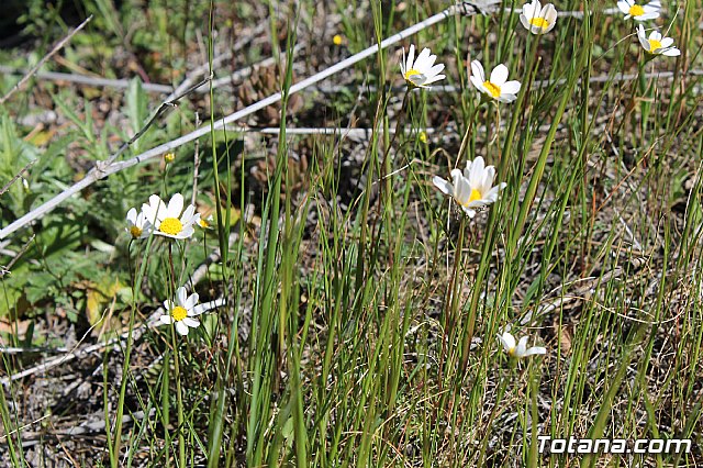 Jornada de convivencia. Hermandades y Cofradas - Sbado 6 de abril de 2013 - 85