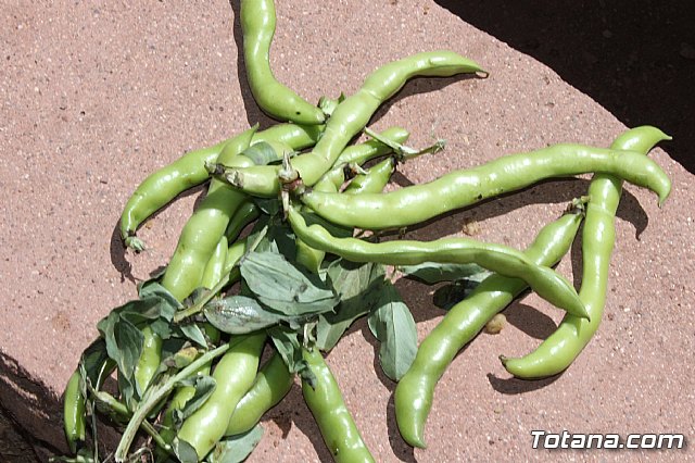 Jornada de convivencia. Hermandades y Cofradas - Sbado 6 de abril de 2013 - 163