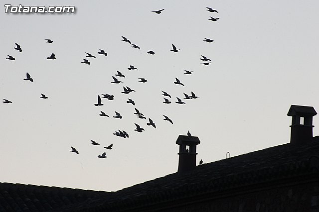 Romera Santa Eulalia. 8 diciembre 2013 - Reportaje I - 168