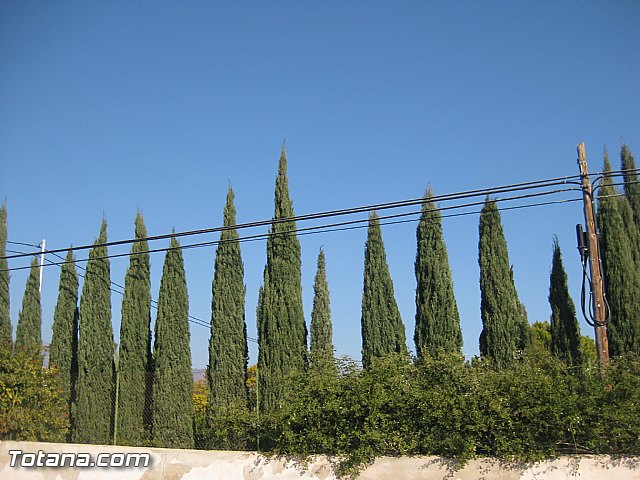 Romera Santa Eulalia. 8 diciembre 2013 - Reportaje I - 605