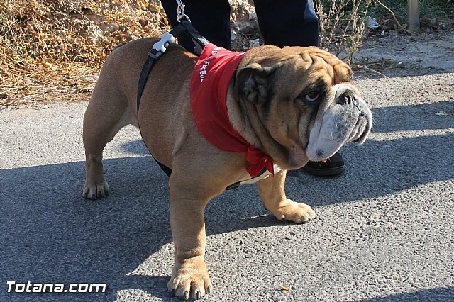 Romera Santa Eulalia. 8 diciembre 2013 - Reportaje I - 616