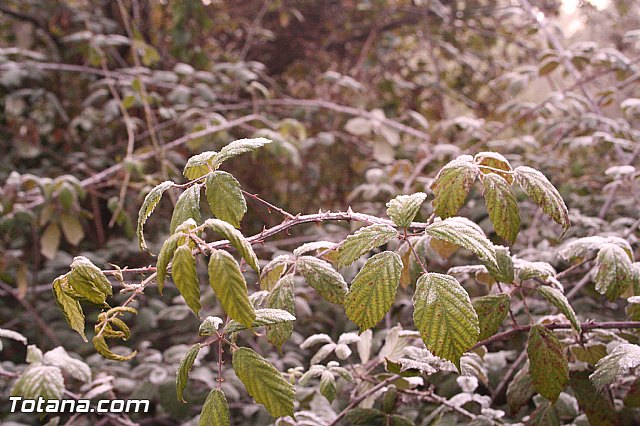Romera Santa Eulalia. 8 diciembre 2013 - Reportaje II - 248