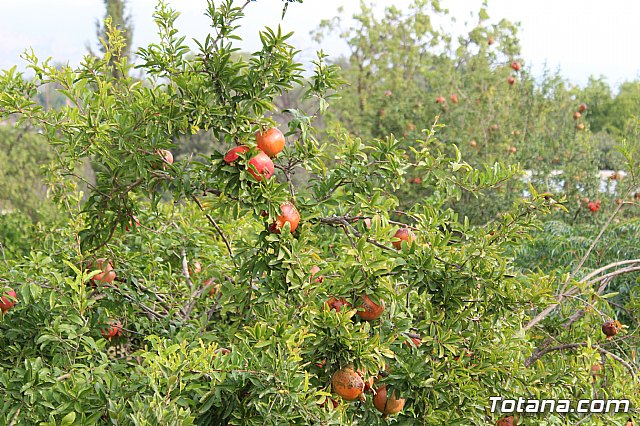 Marcha solidaria AFACMUR - 348