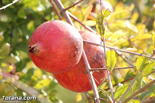 Marcha solidaria AFACMUR - 194