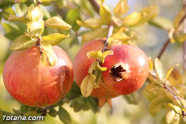 Marcha solidaria AFACMUR - 195