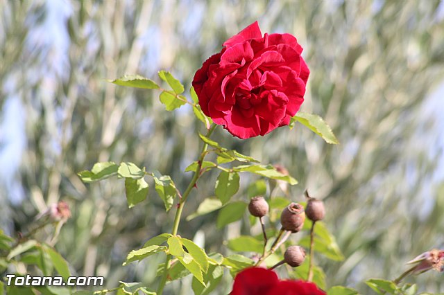 Marcha solidaria AFACMUR - 200