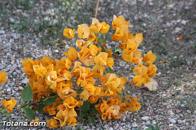 Marcha solidaria AFACMUR - 214