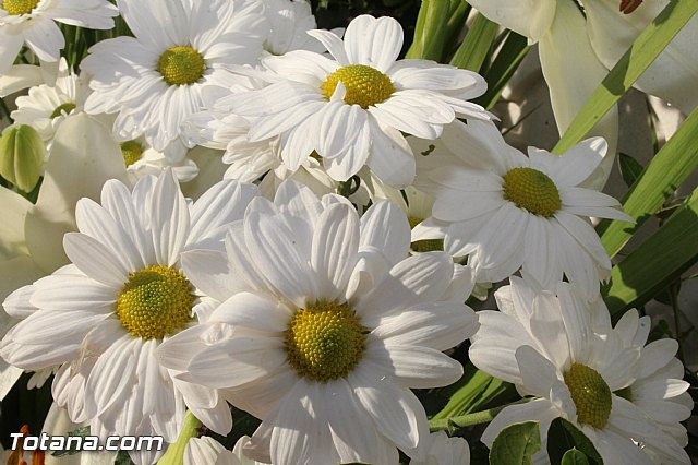 Misa 2 de noviembre  Conmemoracin de todos los Fieles Difuntos - 101