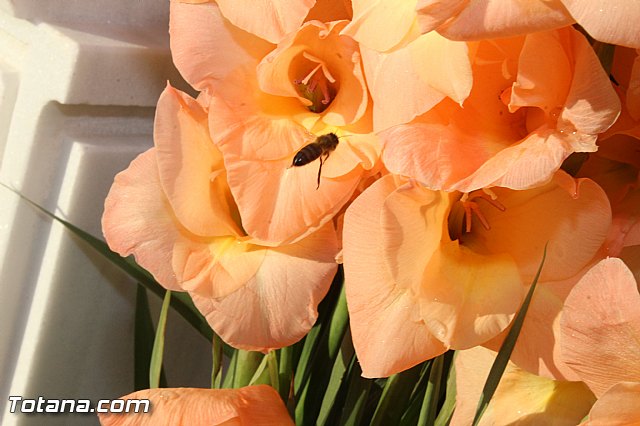 Misa 2 de noviembre  Conmemoracin de todos los Fieles Difuntos - 112