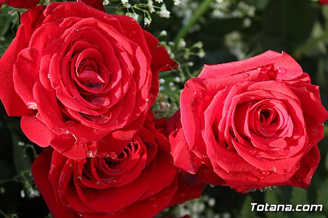 Misa 2 de noviembre  Conmemoracin de todos los Fieles Difuntos - 118