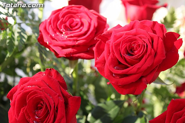 Misa 2 de noviembre  Conmemoracin de todos los Fieles Difuntos - 119