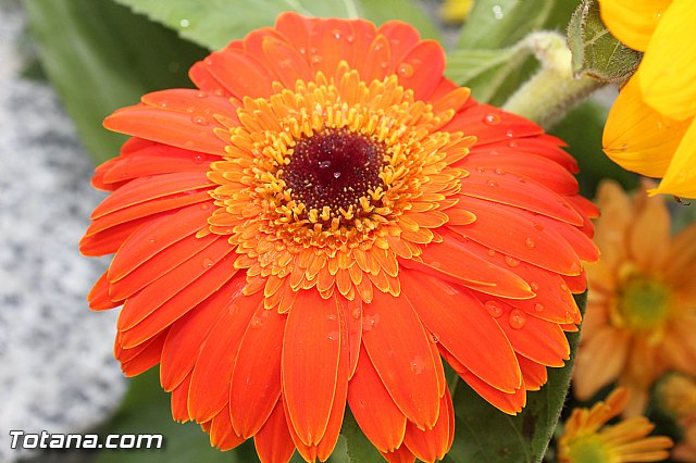 Misa 2 de noviembre  Conmemoracin de todos los Fieles Difuntos - 148