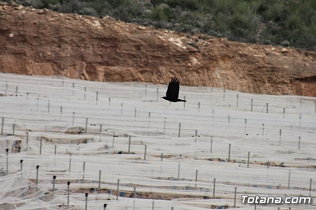 Hispanian Race - Carrera de obstculos TOTANA - 422