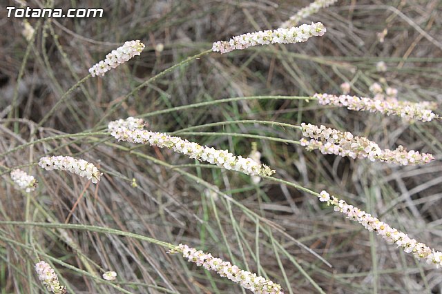 Yacimiento Argrico de La Bastida - 63