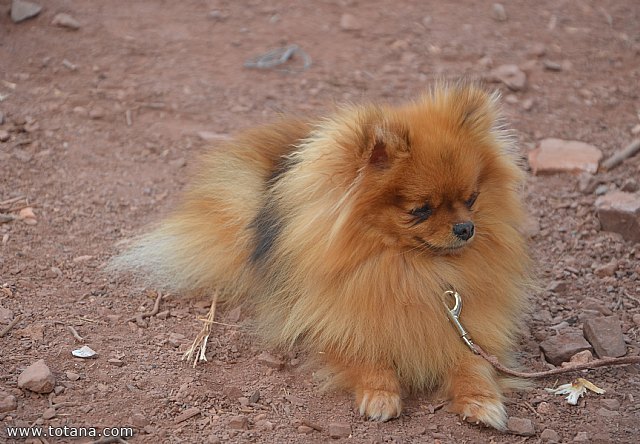 Jornada de convivencia Hermandad de Santa Mara Magdalena - 2015  - 260