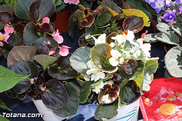 5 Plaza Solidaria - Totana 2015 - 67