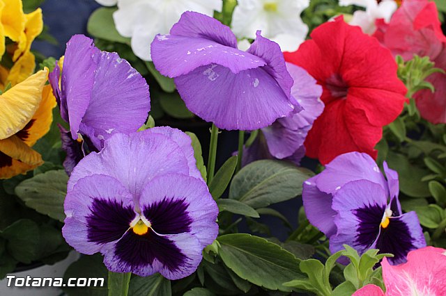 5 Plaza Solidaria - Totana 2015 - 70