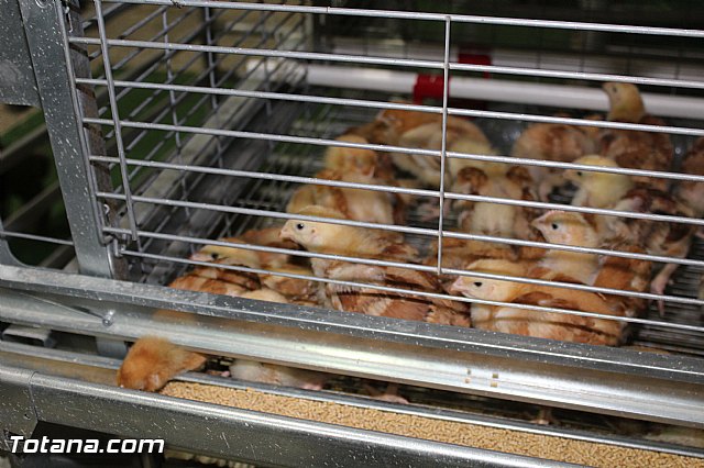 Sepor 2015 - Feria ganadera, industrial y agroalimentaria - 44