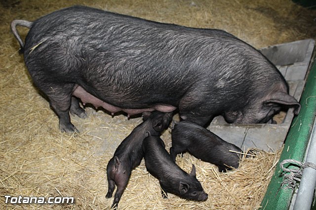 Sepor 2015 - Feria ganadera, industrial y agroalimentaria - 47