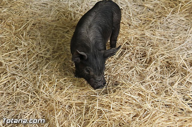 Sepor 2015 - Feria ganadera, industrial y agroalimentaria - 50