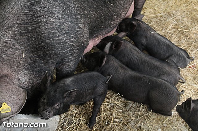 Sepor 2015 - Feria ganadera, industrial y agroalimentaria - 52