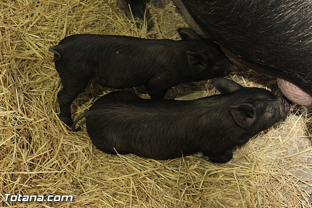 Sepor 2015 - Feria ganadera, industrial y agroalimentaria - 55