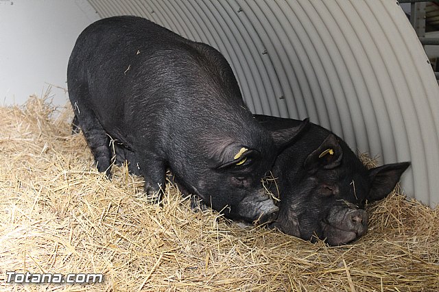 Sepor 2015 - Feria ganadera, industrial y agroalimentaria - 56