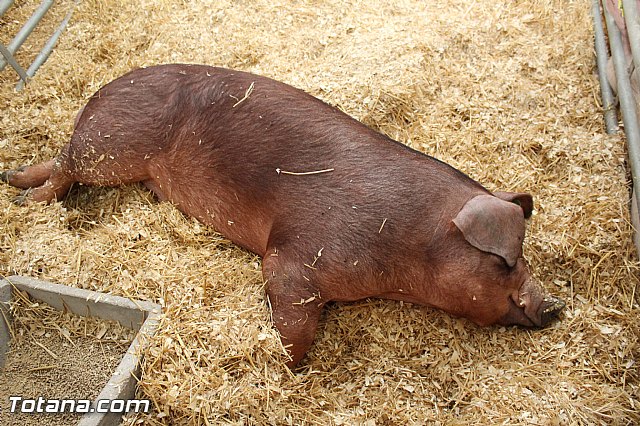 Sepor 2015 - Feria ganadera, industrial y agroalimentaria - 99