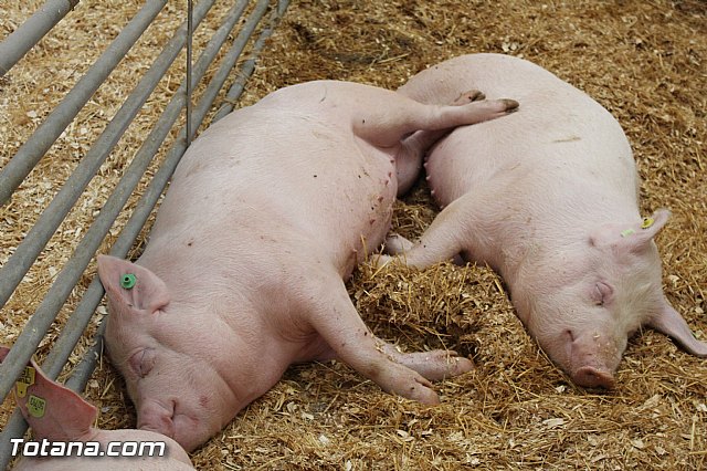 Sepor 2015 - Feria ganadera, industrial y agroalimentaria - 100