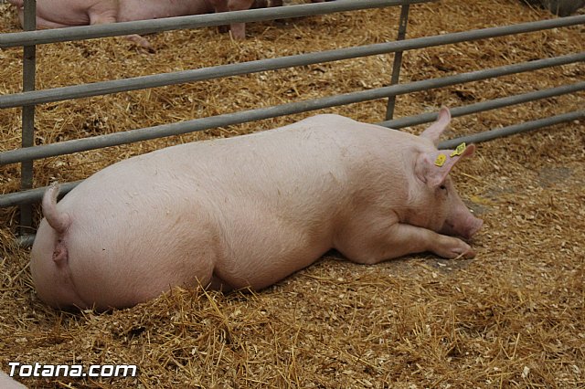 Sepor 2015 - Feria ganadera, industrial y agroalimentaria - 101