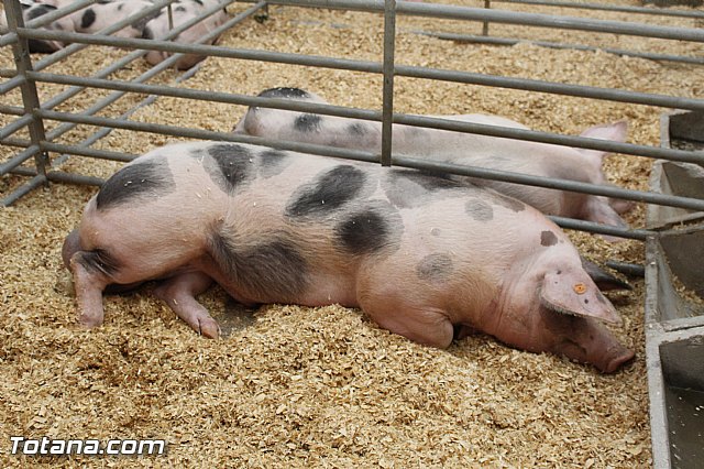Sepor 2015 - Feria ganadera, industrial y agroalimentaria - 105