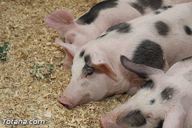 Sepor 2015 - Feria ganadera, industrial y agroalimentaria - 107