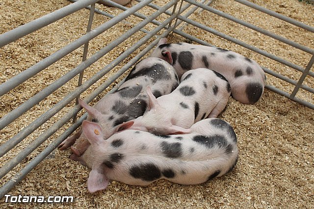 Sepor 2015 - Feria ganadera, industrial y agroalimentaria - 109