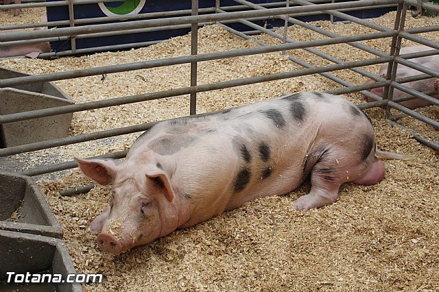 Sepor 2015 - Feria ganadera, industrial y agroalimentaria - 110