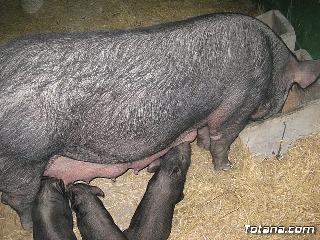 Sepor 2015 - Feria ganadera, industrial y agroalimentaria - 134