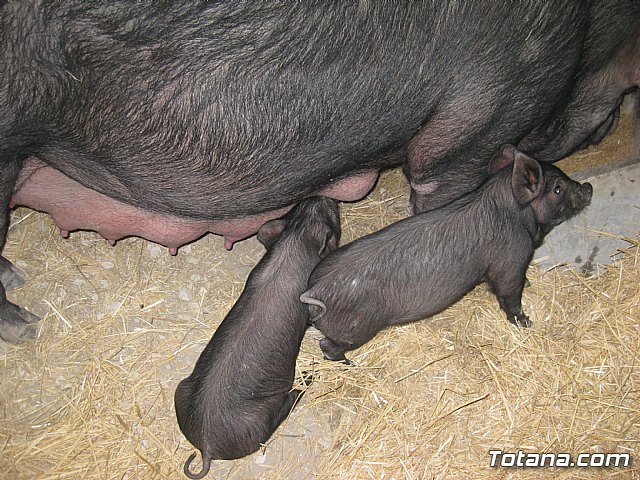 Sepor 2015 - Feria ganadera, industrial y agroalimentaria - 139