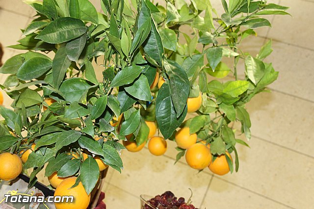 Presentacin de la marca TO - Totana ORIGEN. Calidad Agrcola y Ganadera - 45