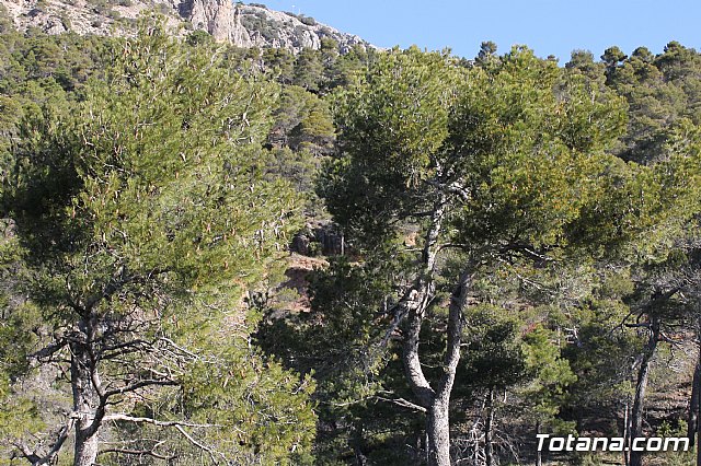 Prevencin de incendios forestales en Sierra Espua - 6