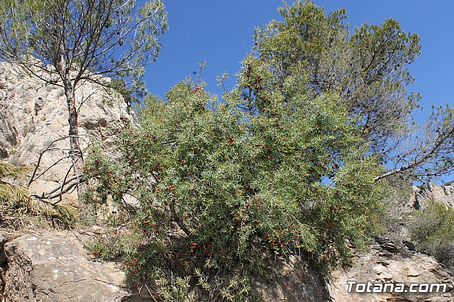 Prevencin de incendios forestales en Sierra Espua - 34