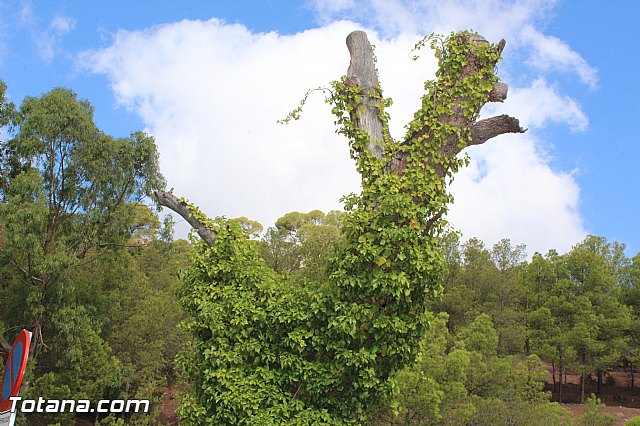 Romera extraordinaria de Santa Eulalia desde Aledo a su Ermita - 241