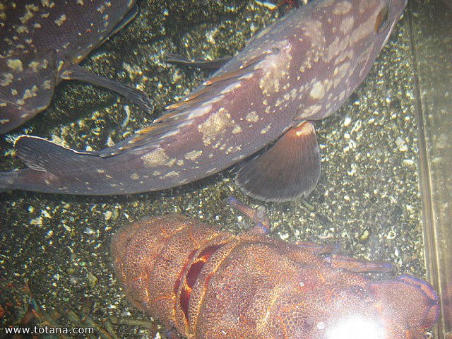 Viaje a Mojacar, Garrucha y Cuevas del Almanzora (Almera) - 118