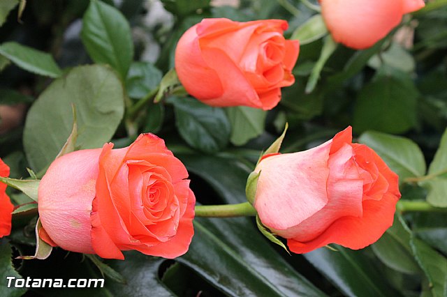 2 de noviembre  Conmemoracin de todos los Fieles Difuntos - Totana 2012 - 24