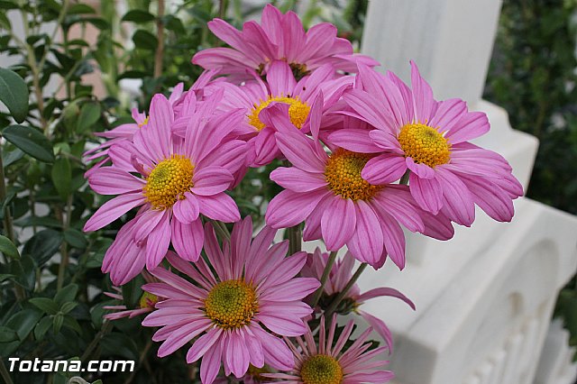 2 de noviembre  Conmemoracin de todos los Fieles Difuntos - Totana 2012 - 74