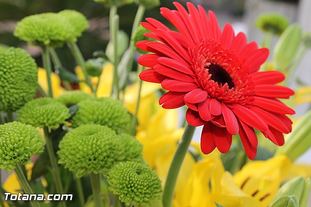 2 de noviembre  Conmemoracin de todos los Fieles Difuntos - Totana 2012 - 83