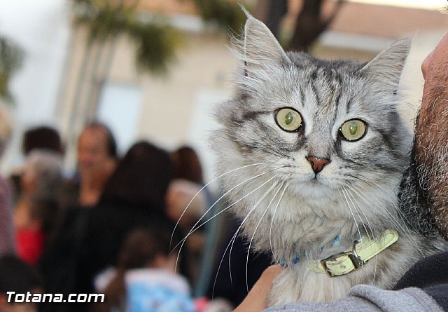 Bendicin de animales San Antn Totana 2020 - 15