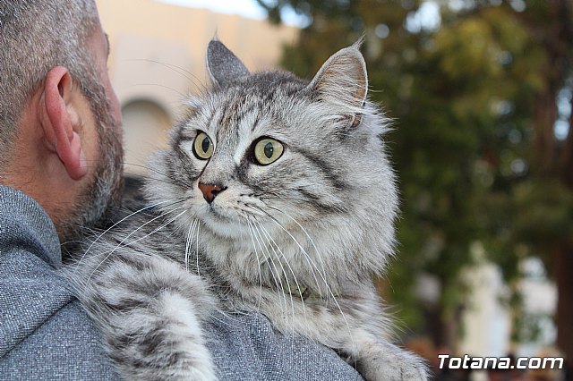 Bendicin de animales San Antn Totana 2020 - 16