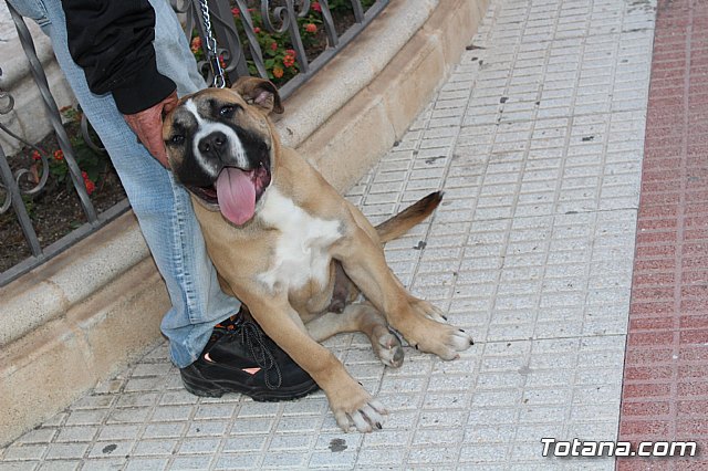 Bendicin de animales San Antn Totana 2020 - 21