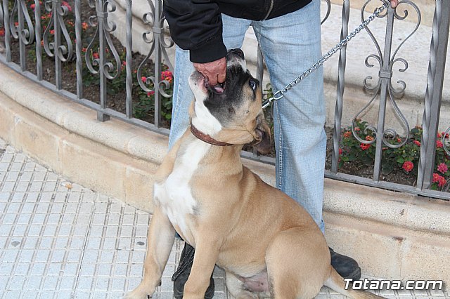 Bendicin de animales San Antn Totana 2020 - 23