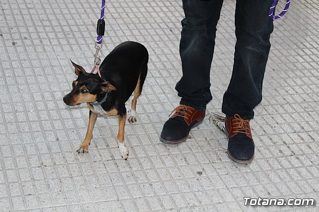 Bendicin de animales San Antn Totana 2020 - 32