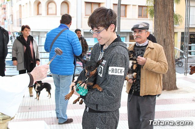 Bendicin de animales San Antn Totana 2020 - 35